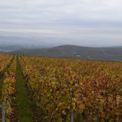 wijngaarden in de herfst